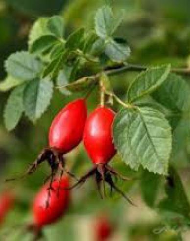 Ruža plodová (šipková)