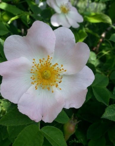 Ruža plodová (šipková)