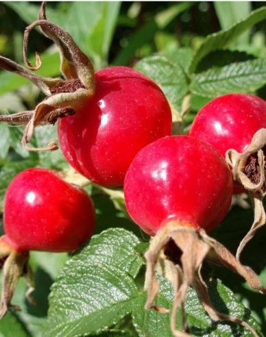 Ruža plodová (jabĺčková)