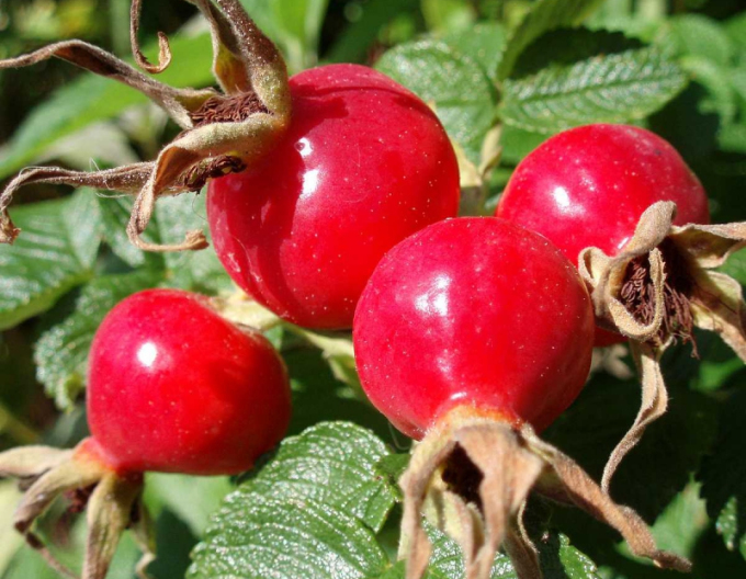 Ruža plodová (jabĺčková)