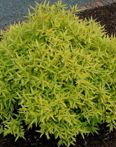 Bradavec klandovský ´Worchester Gold´