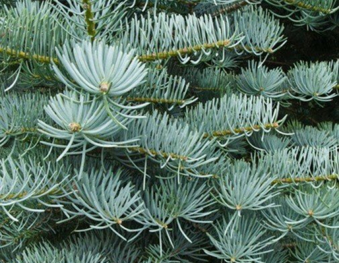 Jedľa srienistá ´Concolor´