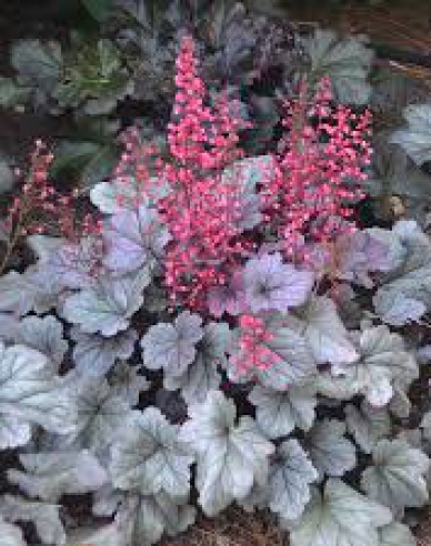 Heuchera ´Silver Gumdrop´