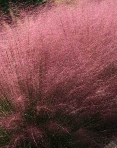 Muhlenbergia capillaris