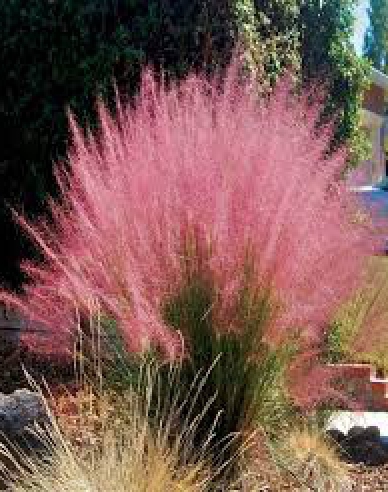 Muhlenbergia capillaris