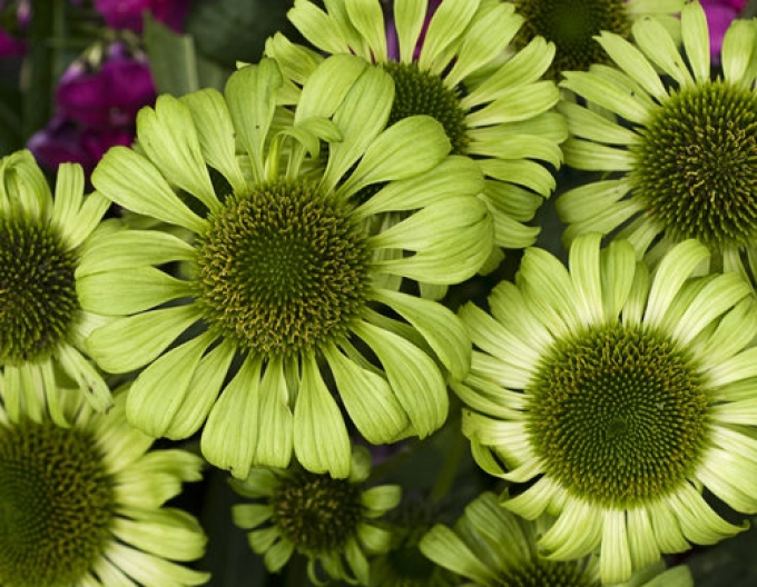 Echinacea ´Green Jewel´