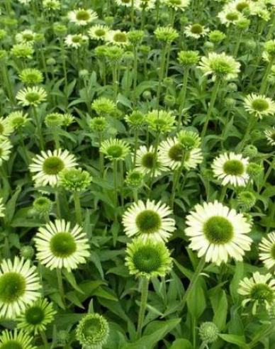 Echinacea ´Green Jewel´