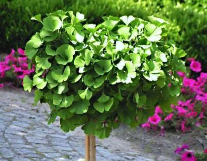 Ginko dvojlaločné "Globosa"