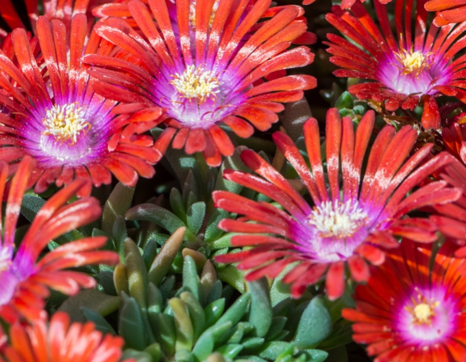 Delosperma ’Sundella Red’
