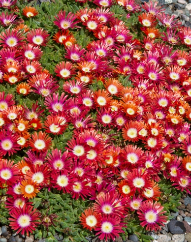 Delosperma ’Sundella Red’