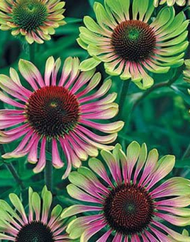Echinacea ´Green Twister´
