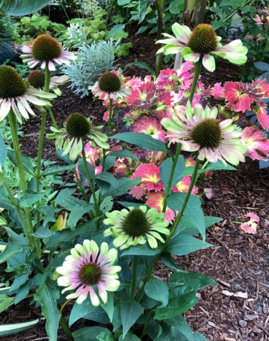 Echinacea ´Green Twister´