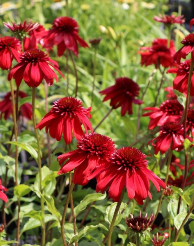 Echinacea ´Eccentric´