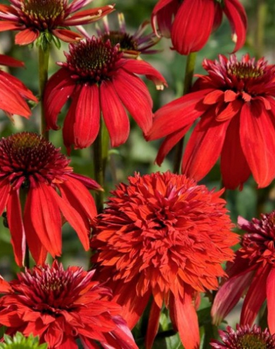 Echinacea ´Eccentric´