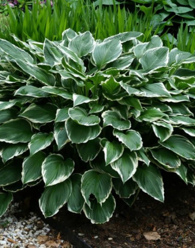 Hosta  ´Francee´
