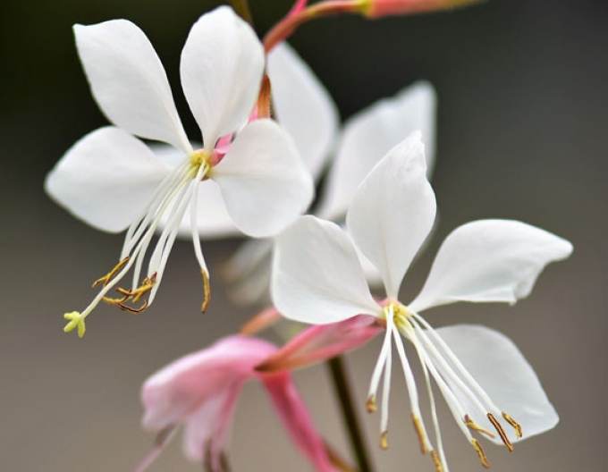 Gaura ’Graceful White’