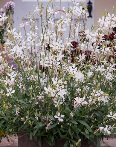 Gaura ’Graceful White’