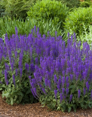 Šalvia ´Blaukönigin´´
