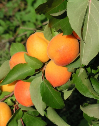 Marhuľa ´Maďarská Gönci´ poloskorá, podp. Myrobalán, voľnok.