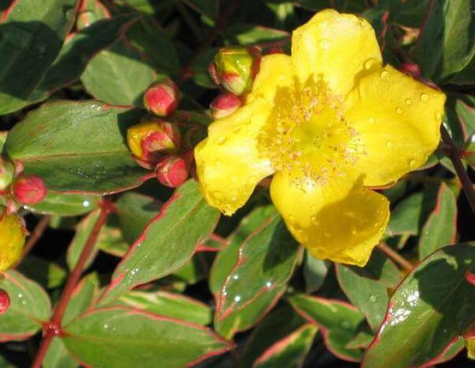 Ľubovník ‘Tricolor’
