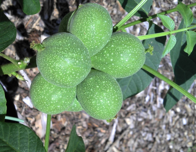 Orech ´Mini Multiflora´