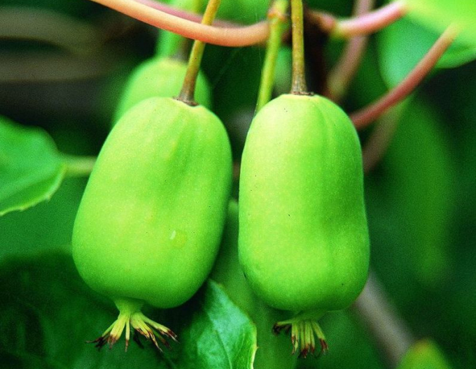 Mini kiwi samoopelivé ‘Issai’
