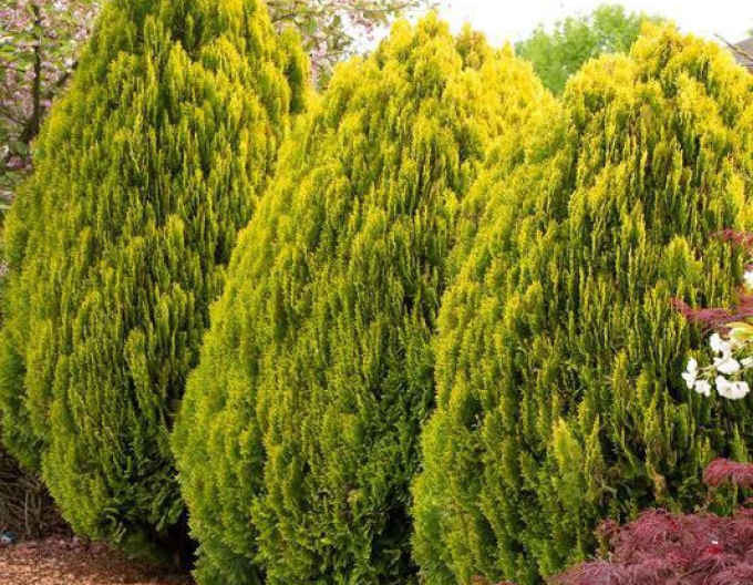 Tuja východná ‘Aurea Nana’ 5l