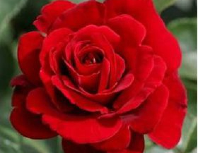 Ruža ´Rosso Rubino´