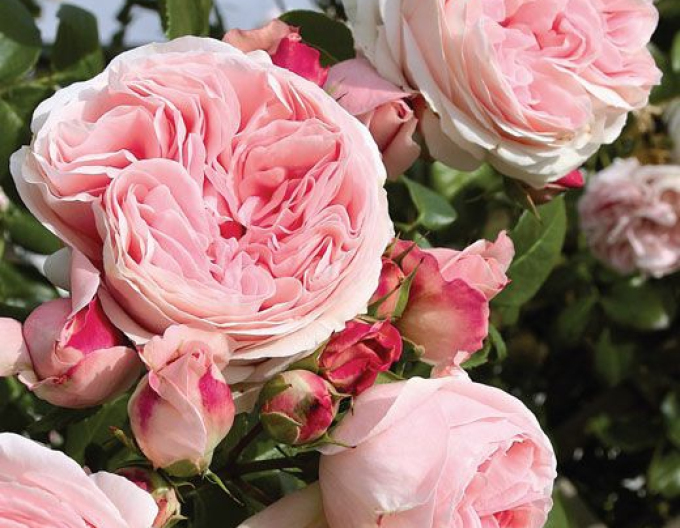 Ruža ´Rosa´