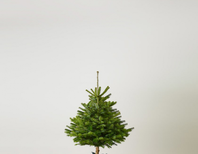 Jedľa normandská (kaukazská) REZANÁ 60/80 cm