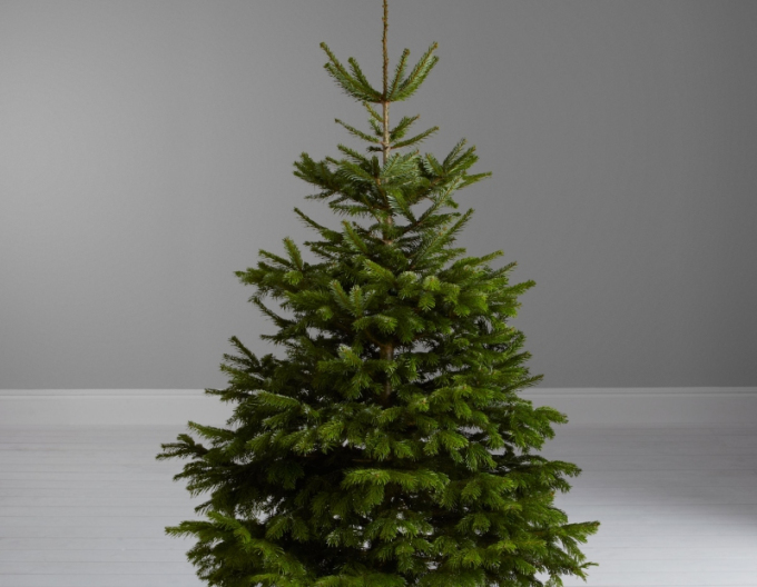 Jedľa normandská (kaukazská)   CLASIC  REZANÁ 125/150cm