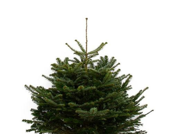 Jedľa normandská (kaukazská) REZANÁ 80/100 cm