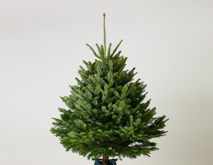 Jedľa normandská (kaukazská) REZANÁ 100/125 cm