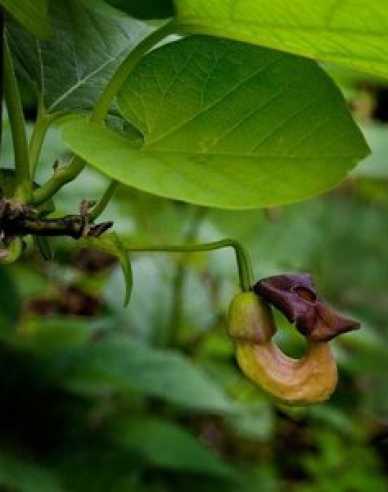 Vlkovec veľkolistý