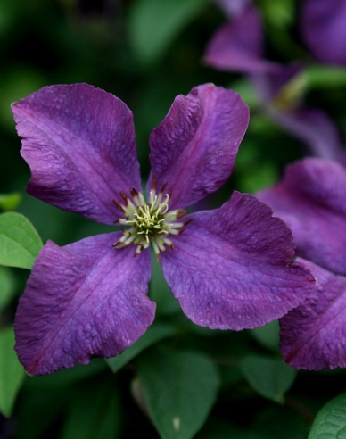 Plamienok ´Etoile Violette´