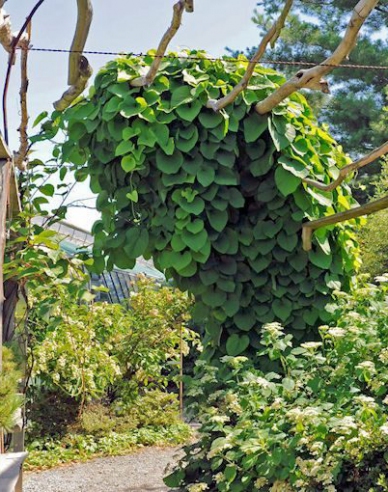 Vlkovec veľkolistý