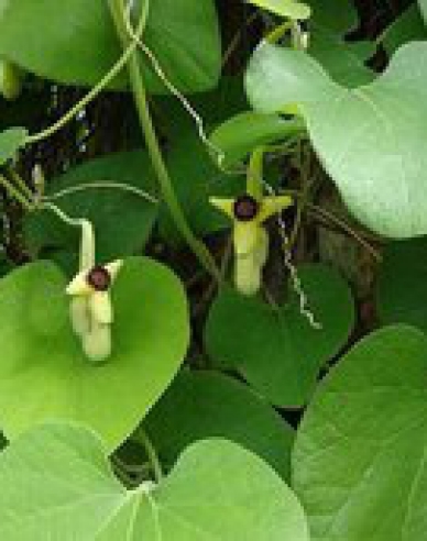 Vlkovec veľkolistý