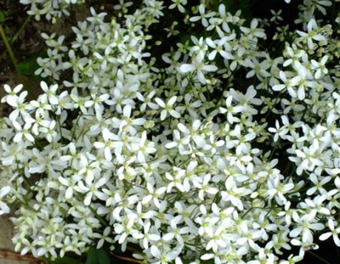 Plamienok recta ´Purpurea´