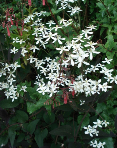 Plamienok recta ´Purpurea´