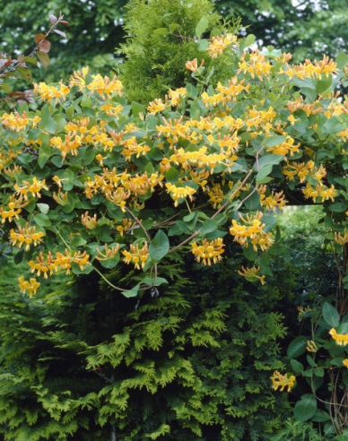 Zemolez henryho ´Copper Beauty´