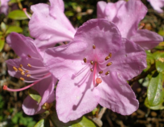 Rododendrón ´Snipe´
