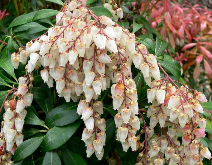 Pieris japonica ´Bonfire´