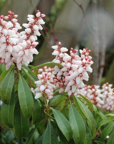 Pieris japonica ´Bonfire´