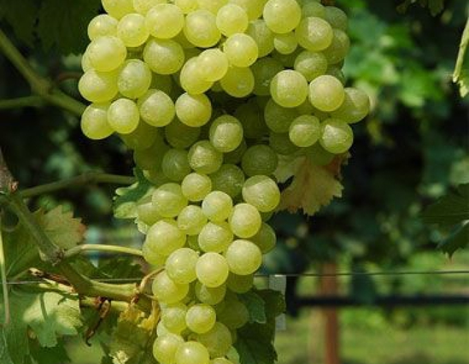 Vinič stolový ´Královná Vinohradov´