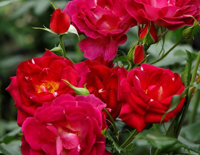 Ruža ´Ile de Fleurs´