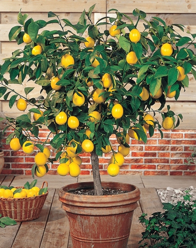Citrónovník ´Limon´