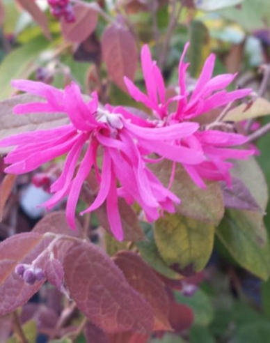 Loropetalum ´Ming Dynasty´