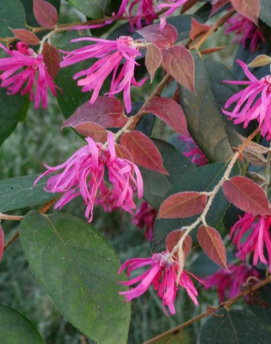 Loropetalum ´Ming Dynasty´