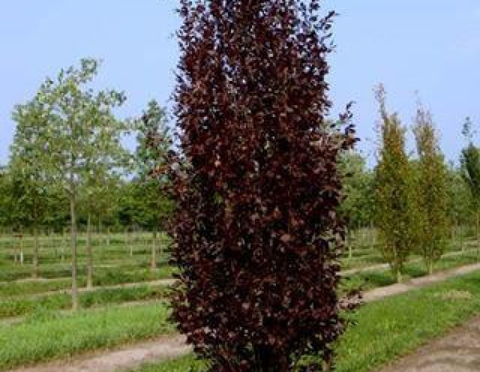 Buk lesný ´Rohan Obelisk´