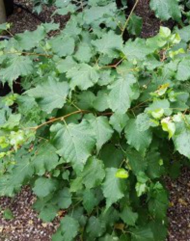 Lipa malolistá ´Green Globe´